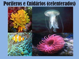 Poríferos e Cnidários (celenterados)