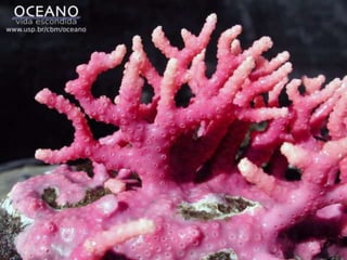             - Após a boca, a cavidade é chamada de digestória 	onde se encontra as células chamadas de cnidócitos 	(célula que produz líquido urticante). Essas células 	servem para capturar o alimento ou para a defesa.	Digestão extracelular: na cavidade digestória.	Digestão intracelular: dentro da célula.	