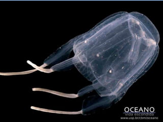 Filo CelenteradosPólipos (fixos) e medusas (livres);