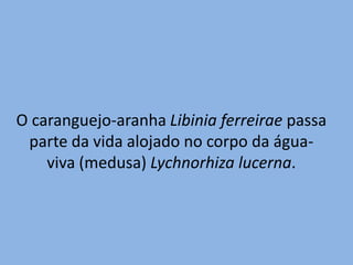Estrutura: diblástico com mesogléia, cnidoblastos;