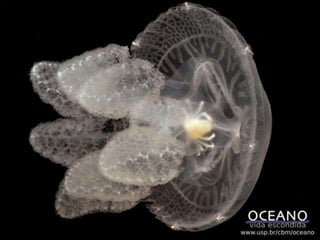 Pele: Fibras musculares;