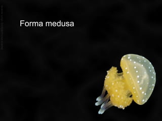 Nervoso: difuso e primário; células foto-receptoras e arco reflexo;