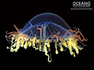 Tamanho: Micro a milimetricos, medusas 10 mm a 2 m.Filo Celenterados
