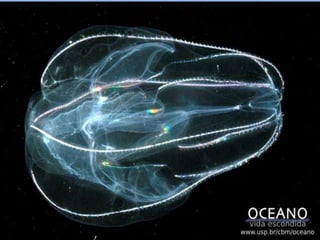 Filo Cnidariaacima de 100mmCoral da espécie Stylaster venustus, recém-coletado ao largo do estado norte-americano de Washington.