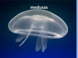 Filo Cnidaria- Forma de medusaacima de 100mmEmbora não esteja entre as mais perigosas, a medusa Carybdea rastoni pode causar queimaduras dolorosas. Seu corpo hidrodinâmico e o nadar vigoroso são contudo fascinantes.