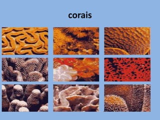 O caranguejo-aranha Libinia ferreirae passa parte da vida alojado no corpo da água-viva (medusa) Lychnorhiza lucerna.