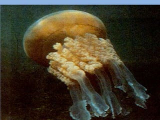 Filo Coelenterata: multicelulares, 1ª tecido organizado (nervoso), ainda não apresenta órgãos.