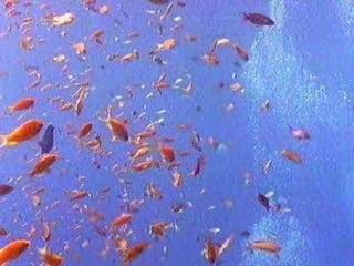 Epiderme muito simples, células urticantes, formas sésseis e de vida livre, digestão extracelular – forma medusa