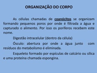 ORGANIZAÇÃO DO CORPO	As células chamadas de coanócitos se organizam formando pequenos poros por onde é filtrada a água e capturado o alimento. Por isso os poríferos recebem este nome.	Digestão intracelular (dentro da célula)	Ósculo: abertura por onde a água junto  com resíduos do metabolismo é eliminada.	Esqueleto formado por espículas de calcário ou sílica e uma proteína chamada espongina.