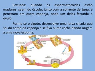 	Sexuada: quando os espermatozóides estão maduros, saem do ósculo, junto com a corrente de água, e penetram em outra esponja, onde um deles fecunda o óvulo.	Forma-se o zigoto, desenvolve uma larva ciliada que sai do corpo da esponja e se fixa numa rocha dando origem a uma nova esponja.