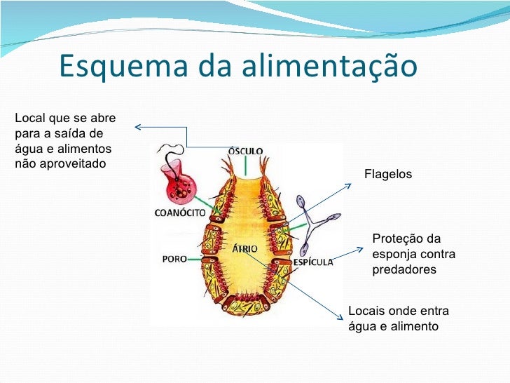 Resultado de imagem para PORIFEROS ALIMENTAÃÃO esquema