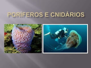 PORÍFEROS E CNIDÁRIOS<br />