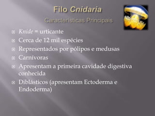 Poríferos e cnidários