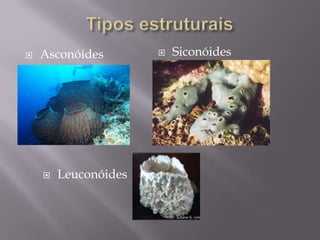 Tipos estruturais<br /><ul><li>Siconóides</li></ul>Asconóides<br /><ul><li>Leuconóides</li></li></ul><li>Morfologia extern...