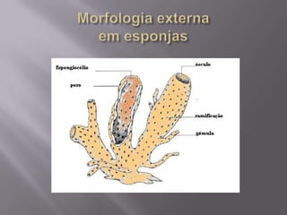 Morfologia Interna e células espongiárias<br />