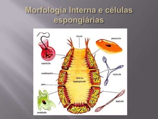 Tipos Celulares<br />Amebócitos – células do meso-hilo que são totipotentes<br />Pinacócitos – células de revestimento<br ...