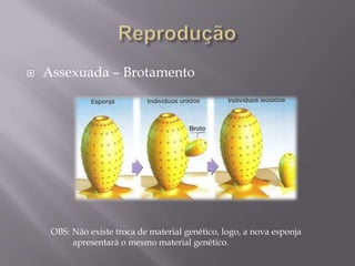 Reprodução Sexuada<br />A maioria das espécies apresentam fecundação interna (espermatozóide + óvulo)<br />Podem apresenta...