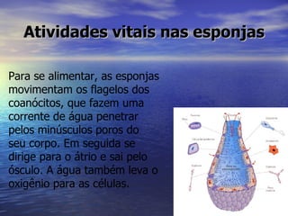 Atividades vitais nas esponjas

Para se alimentar, as esponjas
movimentam os flagelos dos
coanócitos, que fazem uma
corrente de água penetrar
pelos minúsculos poros do
seu corpo. Em seguida se
dirige para o átrio e sai pelo
ósculo. A água também leva o
oxigênio para as células.
 