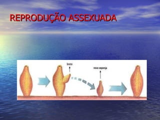 REPRODUÇÃO ASSEXUADA
 