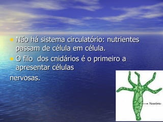 • Não há sistema circulatório: nutrientes
  passam de célula em célula.
• O filo dos cnidários é o primeiro a
  apresentar células
nervosas.
 