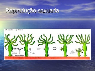 Reprodução sexuada
 