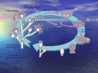 Poríferos e cnidários