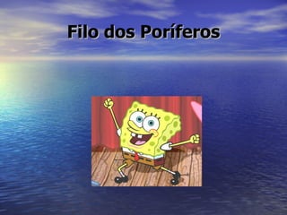 Filo dos Poríferos
 
