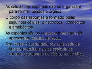 As células das esponjas não se organizam
  para formar tecidos e órgãos.
O corpo das esponjas é formado pelas
  seguintes células: pinacócitos, coanócitos
  e amebócitos.
As esponjas são os únicos animais que não
  apresentam células nervosas
Seu corpo é sustentado por uma rede de
  fios de proteína e pelas espícula de
  calcário (carbonato de cálcio) ou de sílica
 