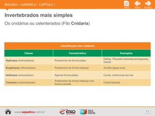 BIOLOGIA » CADERNO 6 » CAPÍTULO 1
                                                                                    Início   Voltar   Próximo



Invertebrados mais simples
Os cnidários ou celenterados (Filo Cnidaria)




                                    Classificação dos cnidários

               Classe                      Característica                       Exemplos

                                                                  Hidras, Physalia (caravela-portuguesa),
Hydrozoa (hidrozoários)         Predominio de forma pólipo
                                                                  Obelia

Scyphozoa (cifosozários)        Predomínio da forma medusa        Aurelia (água-viva)

Anthozoa (antozoários)          Apenas forma pólipo               Corais, anêmonas-do-mar

                                Predomínio da forma medusa com
Cubozoa (cubomedusas)                                             Cubomedusas
                                forma cuboide




       www.sejaetico.com.br                                                                            17
 