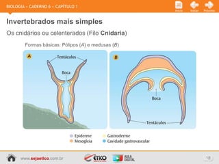 BIOLOGIA » CADERNO 6 » CAPÍTULO 1
                                                    Início   Voltar   Próximo



Invertebrados mais simples
Os cnidários ou celenterados (Filo Cnidaria)
        Formas básicas: Pólipos (A) e medusas (B)




      www.sejaetico.com.br                                             18
 