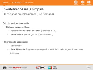 BIOLOGIA » CADERNO 6 » CAPÍTULO 1
                                                                            Início   Voltar   Próximo



Invertebrados mais simples
Os cnidários ou celenterados (Filo Cnidaria)


Estrutura e funcionamento:
•   Sistema nervoso difuso:
     •     Apresentam manchas ocelares (sensíveis à luz).
     •     Estatocistos (Percepção de posicionamento).


• Reprodução assexuada:
     •     Brotamento.
     •     Estrobilização: fragmentação corporal, constituindo cada fragmento um novo
          indivíduo.




         www.sejaetico.com.br                                                                  20
 