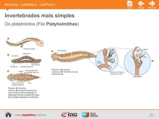 BIOLOGIA » CADERNO 6 » CAPÍTULO 1
                                        Início   Voltar   Próximo



Invertebrados mais simples
Os platelmintos (Filo Platyhelmithes)




      www.sejaetico.com.br                                 25
 