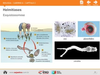 BIOLOGIA » CADERNO 6 » CAPÍTULO 2
                                    Início   Voltar   Próximo



Helmitíases
Esquistossomose




      www.sejaetico.com.br                             28
 