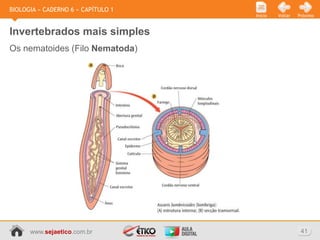 BIOLOGIA » CADERNO 6 » CAPÍTULO 1
                                    Início   Voltar   Próximo



Invertebrados mais simples
Os nematoides (Filo Nematoda)




      www.sejaetico.com.br                             41
 