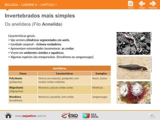 BIOLOGIA » CADERNO 6 » CAPÍTULO 1
                                    Início   Voltar   Próximo



Invertebrados mais simples
Os anelídeos (Filo Annelida)




      www.sejaetico.com.br                             43
 