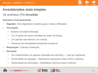 BIOLOGIA » CADERNO 6 » CAPÍTULO 1
                                                                                Início   Voltar   Próximo



Invertebrados mais simples
Os anelídeos (Filo Annelida)
Estrutura e funcionamento:
•   Digestão: Tubo digestório completo (papo, moela e tiflossole).
•   Circulação:
     •    Sistema circulatório fechado.
     •     5 a 15 pares de vasos contráteis ao redor da faringe.
     •     Um grande vaso dorsal e um ventral.
     •     Presença de hemoglobina dissolvida no plasma.
•   Respiração: Cutânea e branquial.
•   Excreção:
     •     Por metanefrídios (ou apenas chamados de nefrídios) – 1 par por segmento.
     •     Extremidade de captação – Nefróstoma (apresenta cílios e filtra o celoma).
     •     Extremidade de eliminação – Nefridióporo (elimina ureia e amônia).


         www.sejaetico.com.br                                                                      44
 