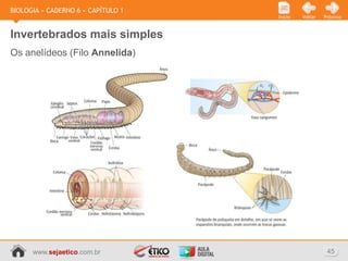 BIOLOGIA » CADERNO 6 » CAPÍTULO 1
                                    Início   Voltar   Próximo



Invertebrados mais simples
Os anelídeos (Filo Annelida)




      www.sejaetico.com.br                             45
 