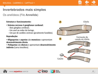 BIOLOGIA » CADERNO 6 » CAPÍTULO 1
                                    Início   Voltar   Próximo



Invertebrados mais simples
Os anelídeos (Filo Annelida)




      www.sejaetico.com.br                             46
 