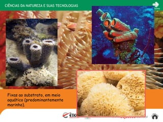 CIÊNCIAS DA NATUREZA E SUAS TECNOLOGIAS
                                                                 Próximo




 Fixas ao substrato, em meio
 aquático (predominantemente
 marinho).

                                          www.sejaetico.com.br
 