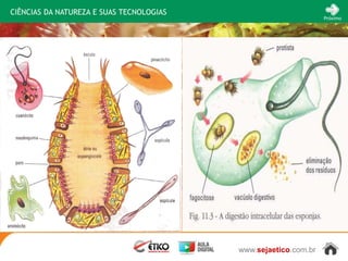 CIÊNCIAS DA NATUREZA E SUAS TECNOLOGIAS
                                                                 Próximo




                                          www.sejaetico.com.br
 