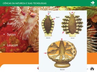 CIÊNCIAS DA NATUREZA E SUAS TECNOLOGIAS
                                                                 Próximo


                        Tipos Morfológicos


• Áscon

• Sycon

• Leucon




                                          www.sejaetico.com.br
 