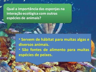 • Servem de hábitat para muitas algas e
diversos animais.
• São fontes de alimento para muitas
espécies de peixes.
 