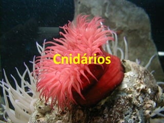 Cnidários
 