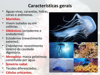 Características gerais
• Águas-vivas, caravelas, hidras,
corais e anêmonas.
• Marinhos.
• Vivem isolados ou em
colônias.
• Diblásticos (ectoderme e
endoderme).
• Ectoderme (revestimento
externo).
• Endoderme: revestimento
interno da cavidade
digestória.
• Mesogleia: massa gelatinosa
constituída por água.
• Simetria radial.
• Tecidos diferenciados.
• Células urticantes.
 