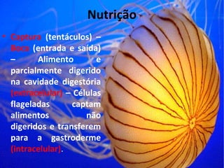Nutrição
• Captura (tentáculos) –
Boca (entrada e saída)
– Alimento e
parcialmente digerido
na cavidade digestória
(extracelular) – Células
flageladas captam
alimentos não
digeridos e transferem
para a gastroderme
(intracelular).
 
