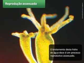 Poríferos e cnidários