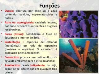 Funções
• Ósculo: abertura por onde sai a água
contendo resíduos, espermatozoides e
outros.
• Átrio ou espongiocele: cavidade interna,
por onde circulam os nutrientes e os gases
respiratórios.
• Poros (óstios): possibilitam o fluxo de
água para o interior do átrio.
• Sustentação : espículas de calcárias
(inorgânicas) ou rede de espongina
(proteína – orgânica). O esqueleto é
produzido pelos amebócitos.
• Coanócitos: provoca um contínuo fluxo de
água do ambiente para o átrio do animal.
• Amebócitos: célula totipotente, ou seja,
capaz de se diferenciar em qualquer tipo
celular.
 