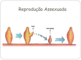 Reprodução Assexuada

 