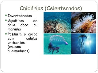 Cnidários (Celenterados)
Invertebrados
Aquáticos

de
ou

água
doce
marinha
Possuem o corpo
com
células
urticantes
(causam
queimaduras)

 