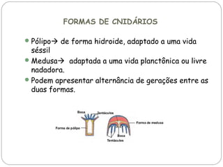 FORMAS DE CNIDÁRIOS
 Pólipo de forma hidroide, adaptado a uma vida

séssil
 Medusa adaptada a uma vida planctônica ou livre
nadadora.
 Podem apresentar alternância de gerações entre as
duas formas.

 